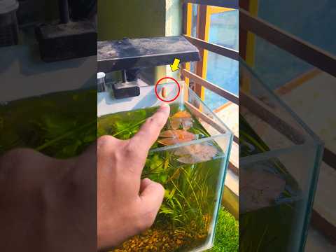 Mini Grapes Mystery 🤯! #ytshorts #shrots #aquarium #snail #fish #animals #pet #nature #plants