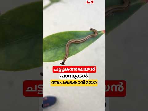 ചട്ടുകത്തലയൻ പാമ്പ് അപകടകാരിയോ #shortsvideo #malayalam #facts #hammerheadworm