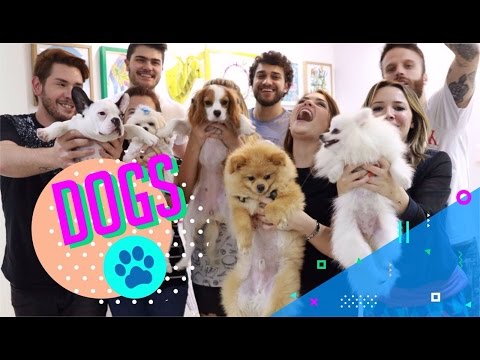 Encontro dos dogs youtubers