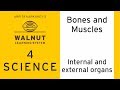 Human Body Systems and Functions