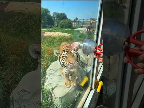 ๐ฆ Scary Zoo Moment Turns Funny When Mom Reveals the Secret Feeding Hole ๐๐ #shorts