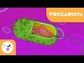 Células Prokaryotas y sus Características