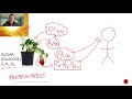 Photosynthesis and Cellular Respiration Concepts