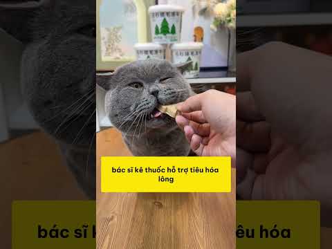 Hàng xóm ác quá! Vứt mèo ra đường giữa Tết, tôi quyết cứu nó #shopthucung #fyp #pet #cat #dog #cute