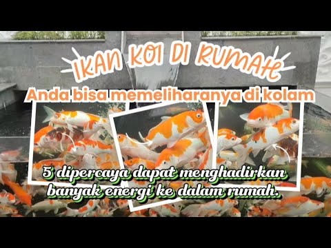 IKAN KOI DI RUMAH/Anda Bisa Memeliharanya Di Kolam @RaswoChannel86