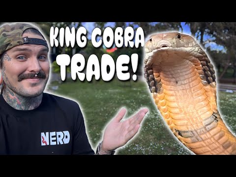 TRADING my KING COBRA for a NEW ?????