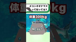 メコンオオナマズって知ってる？#都音ゆずたみ #shorts #vtuber