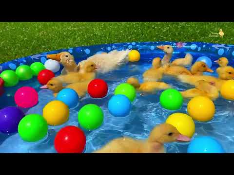 Ducklings in the pool, baby ducks, pig