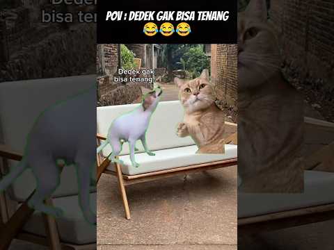 Pov : Ternyata 😂 #meme #cat #kucing #funny #animation #tranding