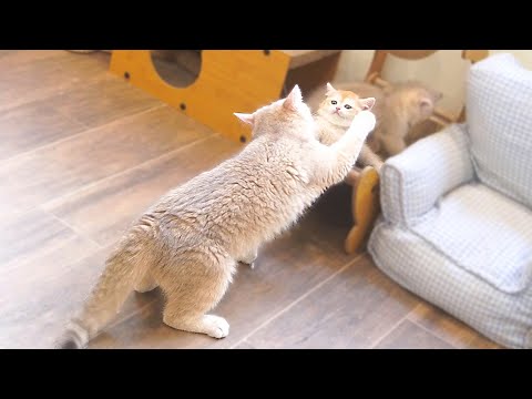 Cute kittens challenge their mother cat, attacking her, but end up getting swatted back.