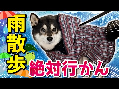 雨の日に柴犬を散歩させるのが大変の極み