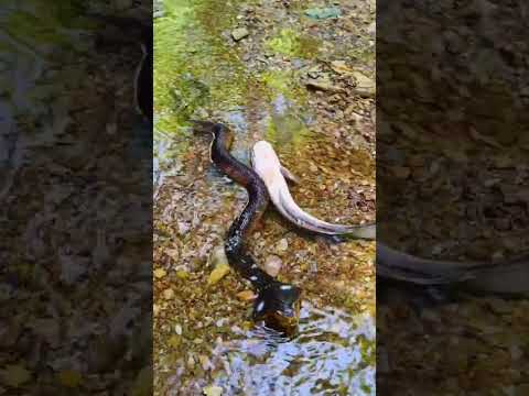 ปลาเห็นงูแกล้งหลับ🤣🤣#คลิปตลก#คลิปฮาๆ#เพื่อความบันเทิง #