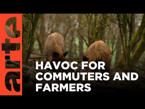 YouTube video thumbnail: Belgium's Wild Boar Problem