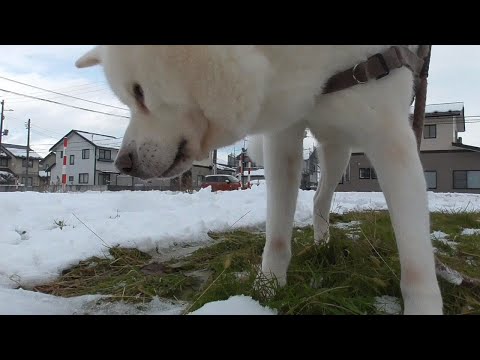 【秋田犬ゆうき】雪が積もった日の腹痛は胃薬代わりの草を求めて色んな場所をさ迷い歩く【akita dog】