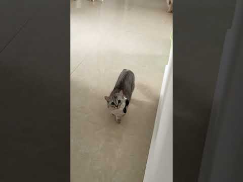 Red Light, Green Light！ #catsoftiktok #catgames #pets #funnycats