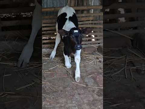 Shy Calf Stands Up to Say Hello! #shorts #babycow