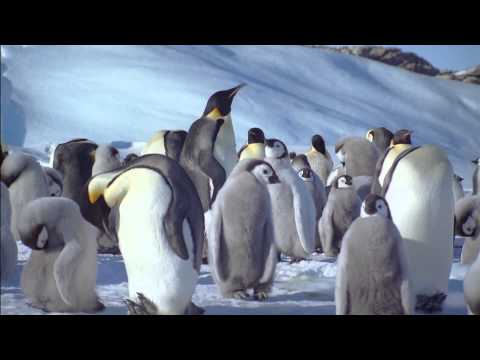 帝王企鵝 - YouTube(2分20秒)