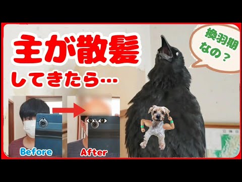 【そろそろ慣れた？】カラスは頭を切ることに そろそろ慣れたのであろうか？ 20241123、カラス＆四つ脚カルテット