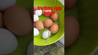 Are there eggs today? #goodbyedeutschland #auswandern #livinginczech