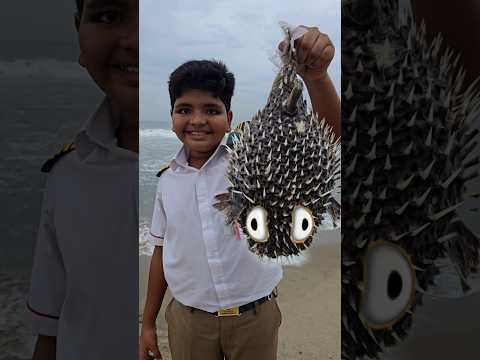 உண்மையான Puffer fish கண்டு புடிச்சிட்ட 😱😱 #shortsfeed #funny # #comedy #jesijesina #trending #short