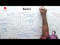 Gyri and Sulci of the Brain