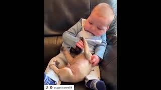 01 Funniest and Cutest Pug Dog Video Compilation #23