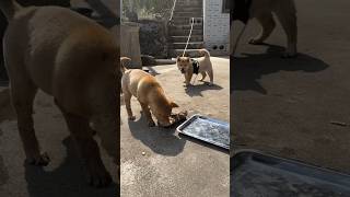 dog eating food