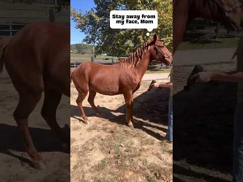 Give Fox a #massage w/ me between #chiropractor & #myofacial visits to keep him feeling at his best!