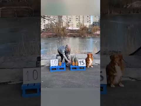 Un chien plus malin que les vendeurs ? Son plan va vous choquer !
