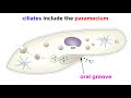 Microbial Life and Adaptations