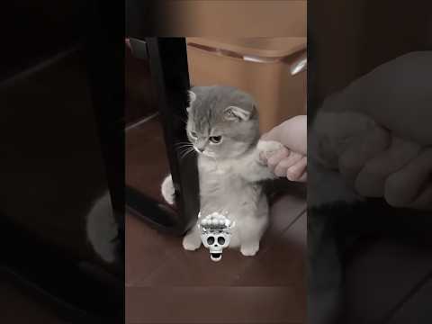 Cat Emotional Like A HUMAN 💀