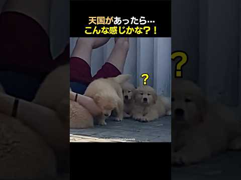 天国があったら···こんな感じかな？！