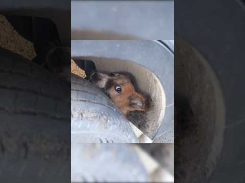 A Puppy gets its head trapped in a car tire. #puppystuck