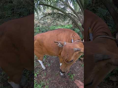 Penyuntikan multivitamin pada sapi bali pasca lahiran #sapi #shorts