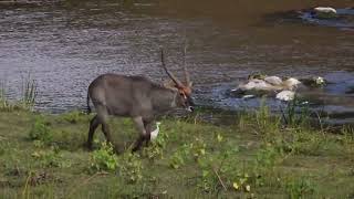 Huge Waterbuck Bull