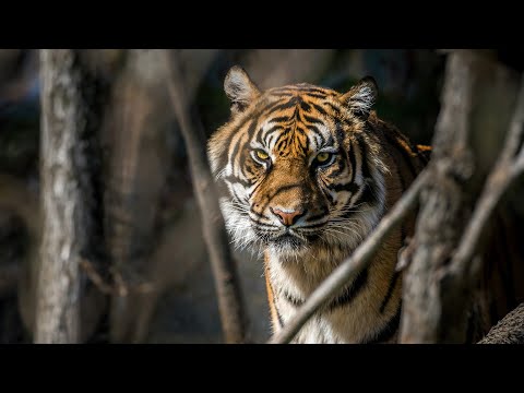 Uncovering a Hidden Tiger Population (4K Documentary)