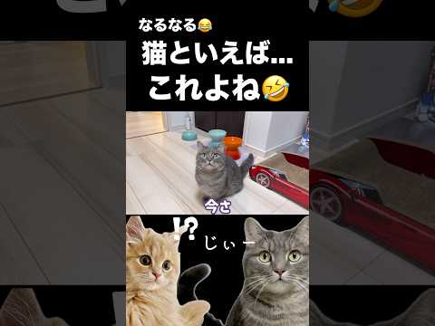 弟猫の仕草を真似して癒し体験！かわいさに思わず笑顔になる動画 サムネイル