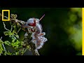 Cordyceps and Ecosystem Dynamics