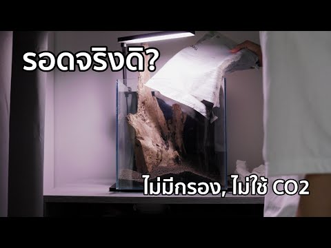 เลี้ยงไม้น้ำรอดไหม? ถ้าไม่มีทั้งกรองและ CO2 | NANO LOWTECH 30CM EP.1
