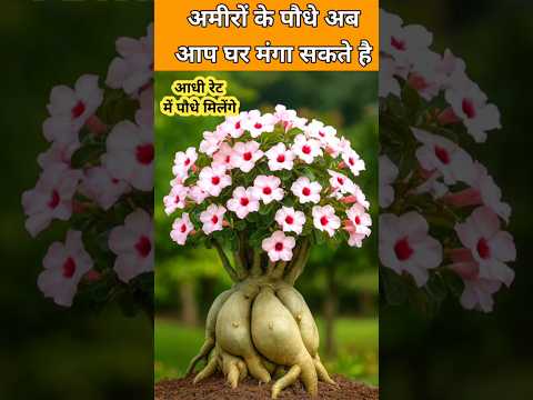 अमीरों वाले पौधे आज ही घर मंगाए || Best Adenium Plants