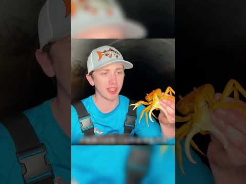ШОК! Они живут в канализации 😱