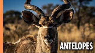 Africa's Antelopes: 74 Species, One Unstoppable Family