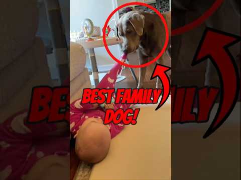Top 5 Best Family Dogs Ever 👨👩👧🐶 (Perfect With Kids!)