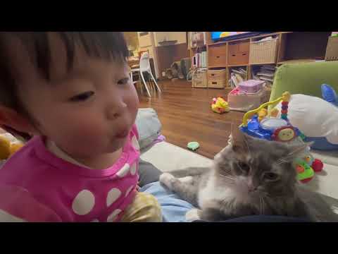 機嫌が悪い子供の近くでも寛ぎに来る猫　ノルウェージャン　cat will come and relax near a child even when he is in a bad mood