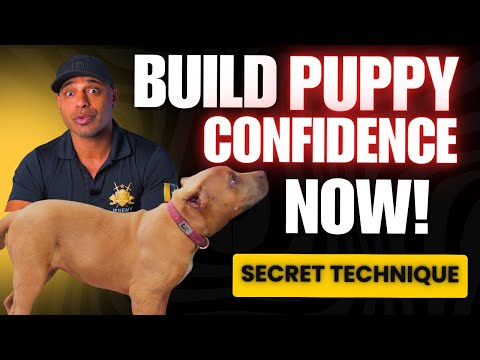 Build Confidence in your Puppy with this Working Dog Training Hack K9 pitbull