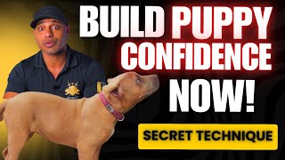 Build Confidence in your Puppy with this Working Dog Training Hack K9 pitbull