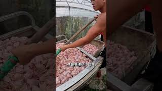 6,000 kilograms of chicken heads were thawed to feed commercial crocodiles  I didn't expect the croc