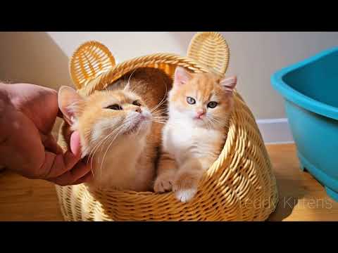 Purring Kittens and Their Mom