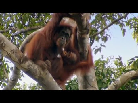 Free Again Orangutan Diary BBC