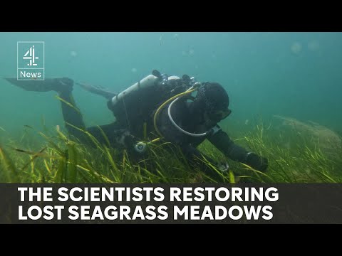 Seagrass meadows: Britain's most important and threatened habitat